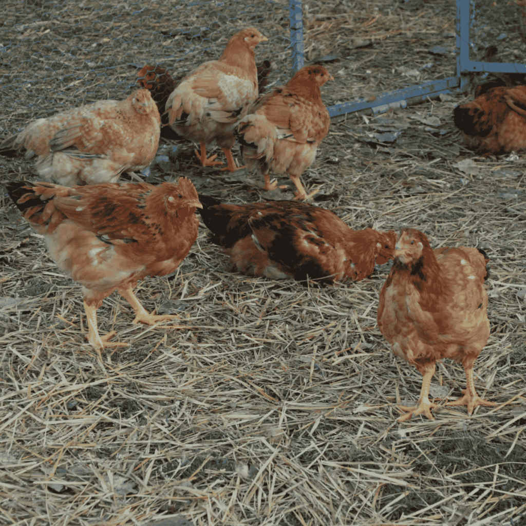 Group of Freedom Ranger Chickens in grass