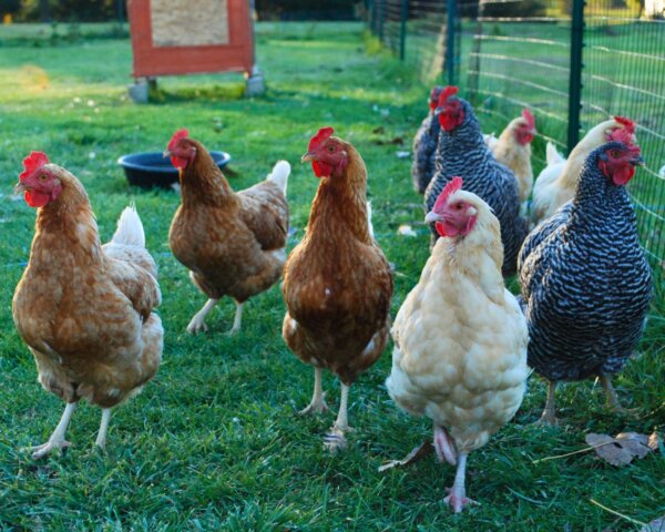 A Complete Beginner’s Guide to Raising Chickens for Eggs - Grace ...