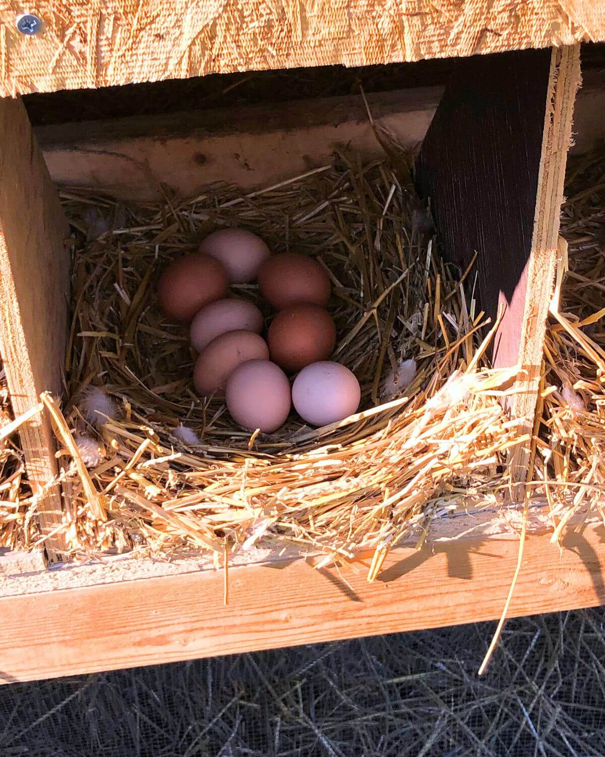 A Complete Beginner’s Guide to Raising Chickens for Eggs - Grace ...
