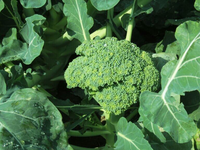 broccoli plant