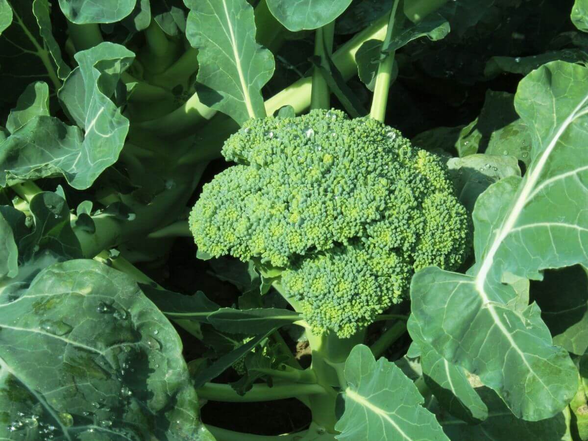 broccoli plant