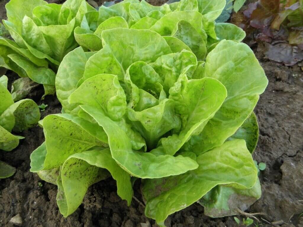 garden lettuce