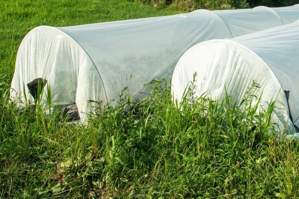Lightweight row covers protecting squash plants from squash bugs