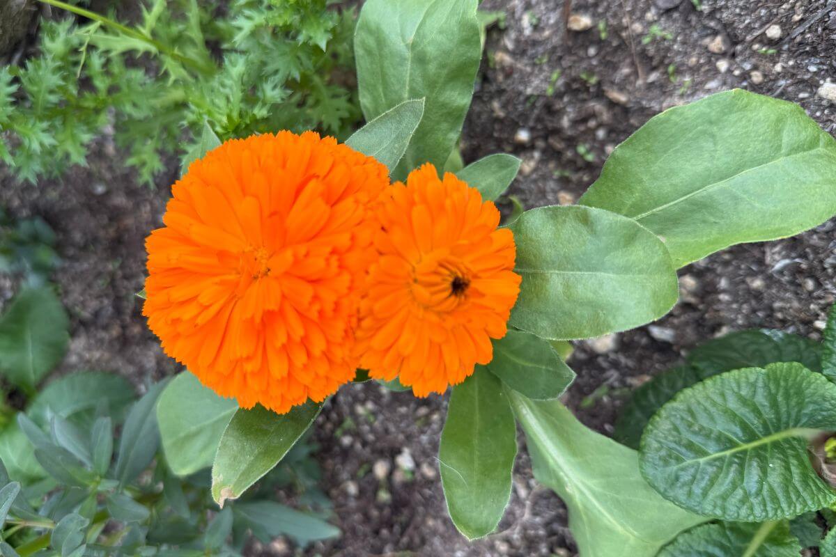 Bright orange calendula flowers growing in a garden bed