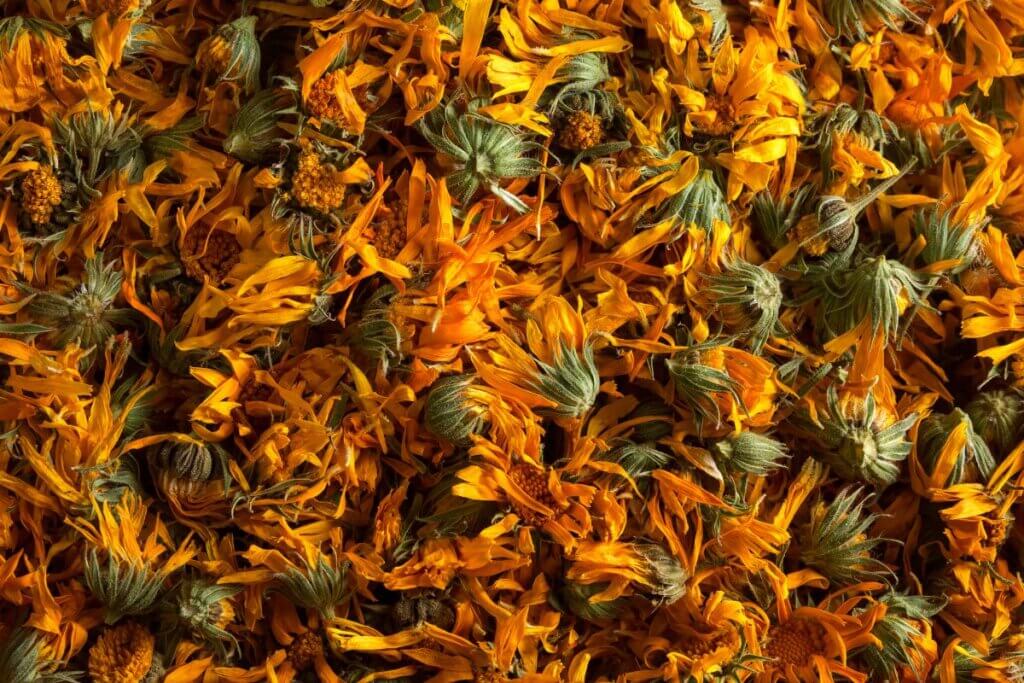 Dried calendula blossoms for herbal use