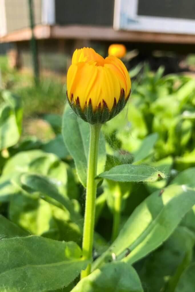Calendula flowers used to make nourishing calendula-infused oil for natural hair care.